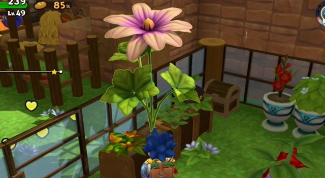 しんぴの花を植えてみた