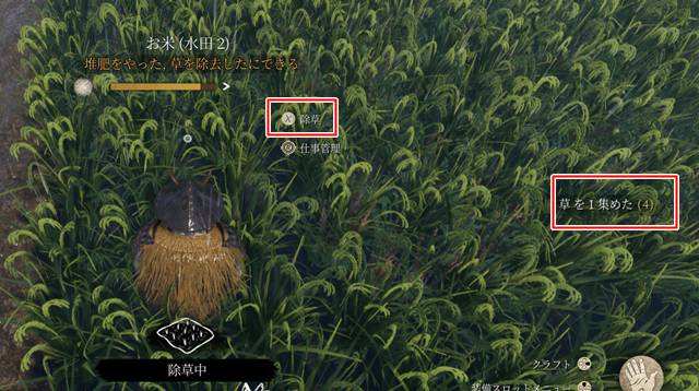雑草の除去をする