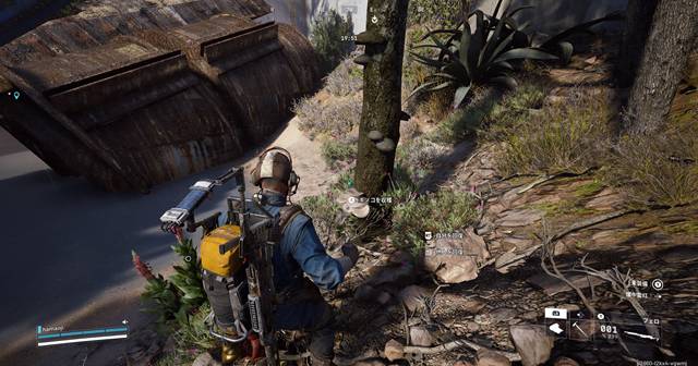 キノコが生えている木