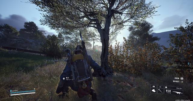 アプリコットの木