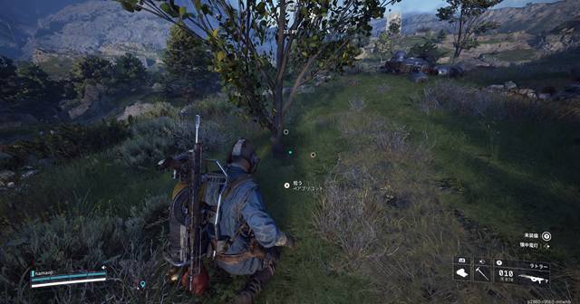 アプリコットの木