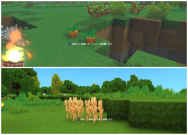 自生しているニンジンや小麦