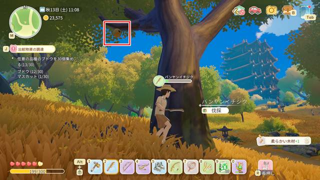 ハチの巣がついたバンヤンイチジク