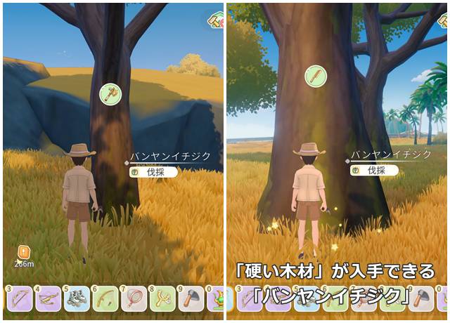 「特級木」が入手できる「バンヤンイチジク」