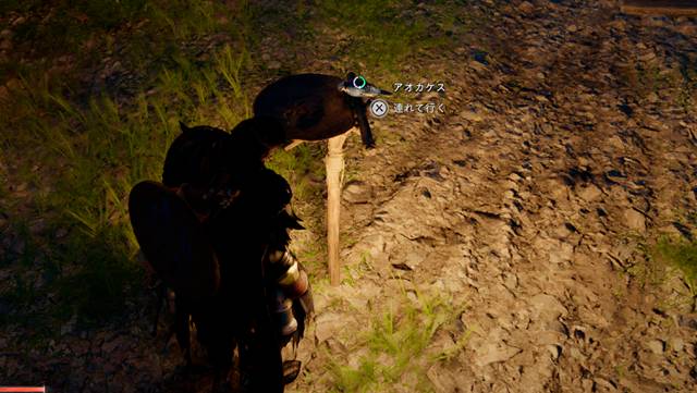 鳥を連れて行く