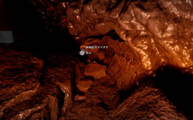 神秘的なマツタケを発見