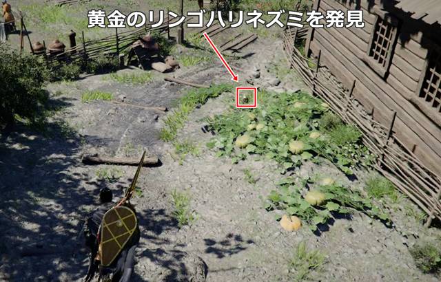 黄金のリンゴハリネズミを発見