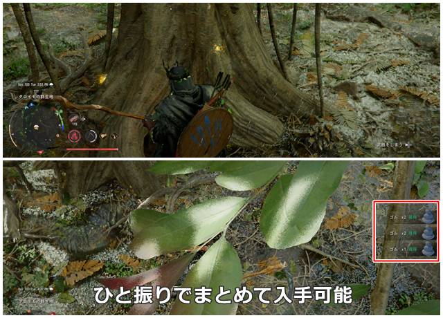 ゴムの木から一度にまとめてゴムを採取