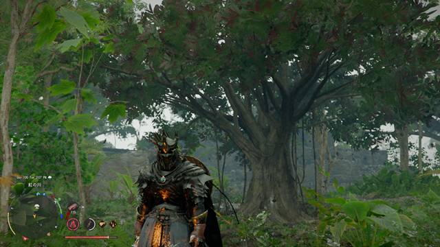 ゴムの木の特徴