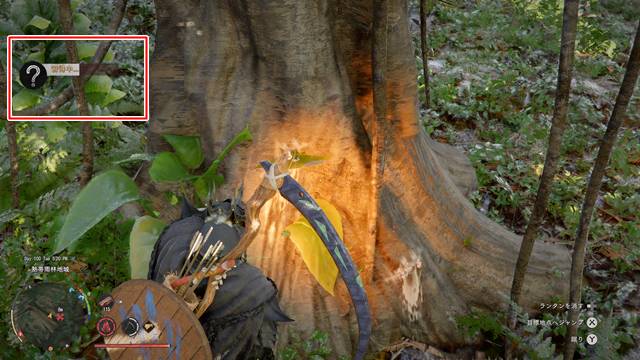 ゴムの木にランタンを照らす