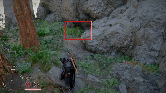 薬用人参を発見