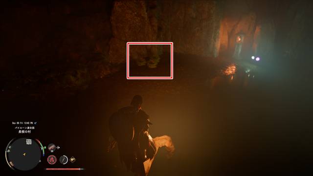 洞窟内で薬用人参を発見