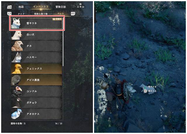 白キツネをペットにする